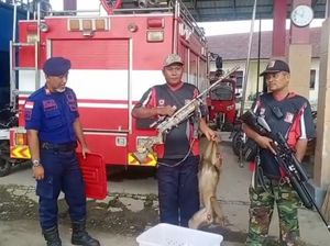 Monyet Liar yang Serang Sekuriti DPRD Tanjungbalai Ditembak Perbakin Monyet Liar yang Serang Sekuriti DPRD Tanjungbalai Ditembak Perbakin