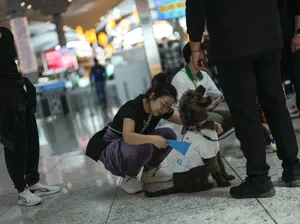 Bandara Turki Kerahkan 5 Anjing Buat Temani Traveler yang Stres-Cemas Bandara Turki Kerahkan 5 Anjing Buat Temani Traveler yang Stres-Cemas