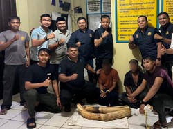 2 Warga di Pidie Ditangkap gegara Kepergok Bawa Sepasang Gading Gajah