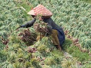 Marak Aksi Pencurian Bawang di Brebes Saat Harga Meroket