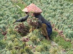 Marak Aksi Pencurian Bawang di Brebes Saat Harga Meroket