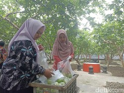 Berkah Petani Jambu Merah Blitar di Tengah Wabah Demam Berdarah