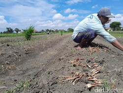 Saat Harga Bawang Merah Melonjak, Paejo Malah Gagal Panen karena Busuk