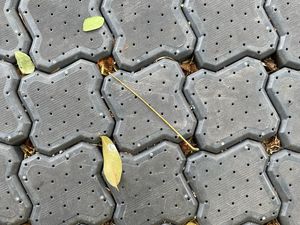 Cara Ampuh Bersihkan Lumut dan Rumput yang Tumbuh di Sela Paving Block