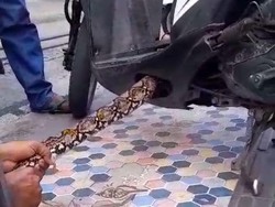 Heboh Ular Sanca Kembang 3 Meter Sembunyi di Dasbor Motor Warga di Ambon