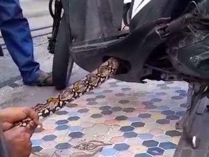 Heboh Ular Sanca Kembang 3 Meter Sembunyi di Dasbor Motor Warga di Ambon Heboh Ular Sanca Kembang 3 Meter Sembunyi di Dasbor Motor Warga di Ambon