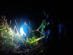 2 Pria Tanam Ganja di Kaki Gunung Latimojong Enrekang Ditangkap Polisi