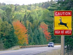 Bukan Hiu-Beruang yang Mematikan di Sini, tapi Rusa