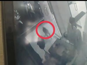 Diserang Monyet Liar, Sekuriti DPRD Tanjungbalai Luka di Kepala