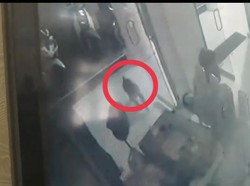 Diserang Monyet Liar, Sekuriti DPRD Tanjungbalai Luka di Kepala