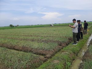 Upaya Petani Indramayu Dukung Pemerintah Stabilkan Harga Bawang Merah
