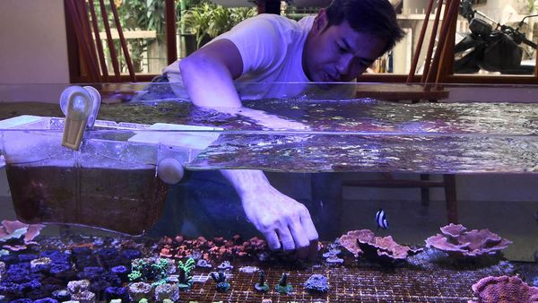 Melihat Budi Daya Karang dengan Aquarium Air Asin