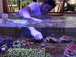 Melihat Budi Daya Karang dengan Aquarium Air Asin