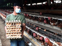 Telur dan Beras Bisa Jadi Amunisi RI Nego Tarif ke AS