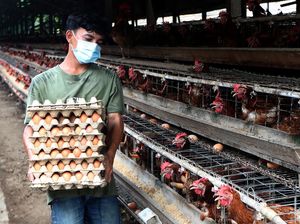 Telur dan Beras Bisa Jadi Amunisi RI Nego Tarif ke AS Telur dan Beras Bisa Jadi Amunisi RI Nego Tarif ke AS