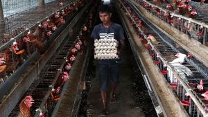 Melihat Budi Daya Ayam Petelur di Aceh