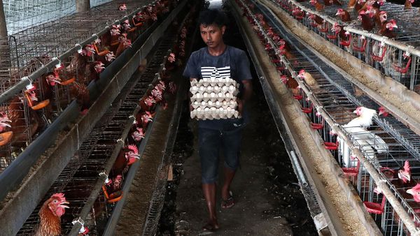 Melihat Budi Daya Ayam Petelur di Aceh