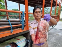 Balai Karantina Lampung Cegat Penyelundupan 390 Kg Daging Celeng Tujuan DKI