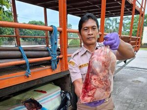 Balai Karantina Lampung Cegat Penyelundupan 390 Kg Daging Celeng Tujuan DKI Balai Karantina Lampung Cegat Penyelundupan 390 Kg Daging Celeng Tujuan DKI