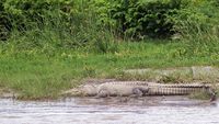 Potret Buaya Liar Asyik Berjemur di Pinggir Sungai Palu