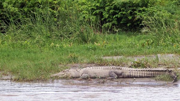 Potret Buaya Liar Asyik Berjemur di Pinggir Sungai Palu