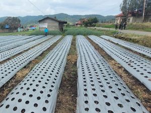 Hasilkan 216.148 Ton Bawang Merah, Solok Pasok 10,9% Produksi Nasional Hasilkan 216.148 Ton Bawang Merah, Solok Pasok 10,9% Produksi Nasional