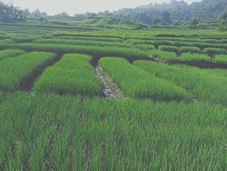 Andil Besar Bojonegoro Stabilkan Harga Bawang Merah di Jatim
