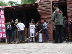 Komunitas di Ponorogo Edukasi Penanganan Ular Liar