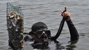 Melestarikan Laut Ancol dengan Restorasi Kulit Kerang Hijau