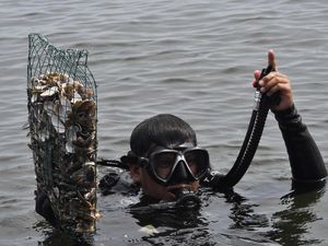 Melestarikan Laut Ancol dengan Restorasi Kulit Kerang Hijau
