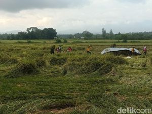 Harga Gabah Anjlok, Petani di Jembrana Pasrah
