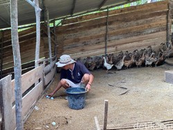 Dilema Peternak Telur Bebek di Lampung, Harga Pakan Tinggi tapi Jual Murah