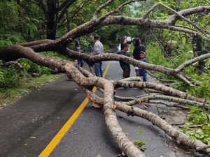 Pohon Tumbang Timpa Jaringan PLN Selayar, Listrik di 4 Kecamatan Padam Pohon Tumbang Timpa Jaringan PLN Selayar, Listrik di 4 Kecamatan Padam
