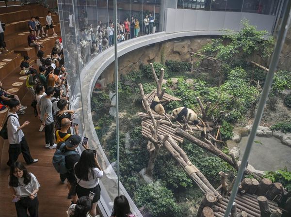 Mengunjungi Pusat Penelitian dan Penangkaran Panda Raksasa di China