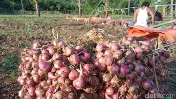 BPS Catat Harga Bawang Merah Masih Mahal di 308 Daerah