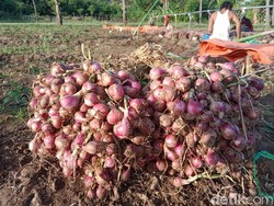 Duka Petani Bawang Merah, Tak Raup Cuan meski Harga Bawang di Pasar Meroket