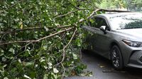 Diterjang Angin Kencang, Pohon Tumbang Timpa Mobil di China