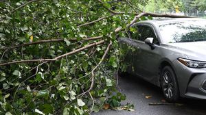 Diterjang Angin Kencang, Pohon Tumbang Timpa Mobil di China