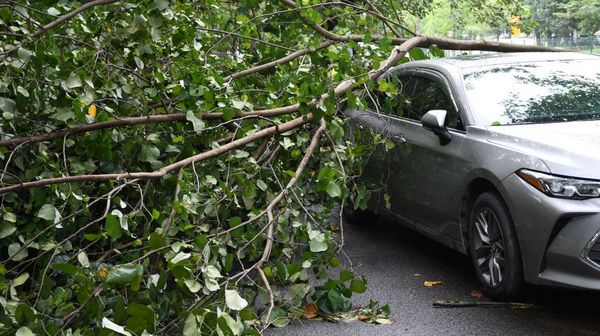 Diterjang Angin Kencang, Pohon Tumbang Timpa Mobil di China