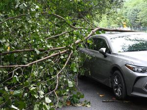 Diterjang Angin Kencang, Pohon Tumbang Timpa Mobil di China