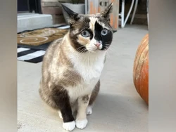 Anabul Si Penumpang Gelap, Bepergian 1.600 Km Masuk ke Paket