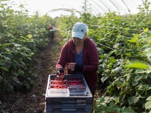 Inggris Kembali Pekerjakan Pemetik Buah Musiman Asal Indonesia