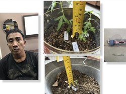 Rumah Pengedar Narkoba di Gresik Digerebek Polisi, 4 Pot Ganja Diamankan