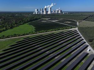 Mengintip Kebun Matahari di Jerman, Pengganti Batu Bara
