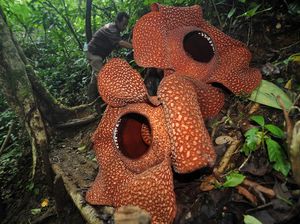 Bunga Rafflesia Arnoldii dan Bunga Bangkai Itu Sama atau Tidak? Cek Faktanya Bunga Rafflesia Arnoldii dan Bunga Bangkai Itu Sama atau Tidak? Cek Faktanya