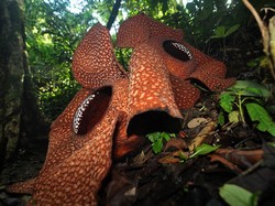 3 Bunga Nasional Indonesia, Apa Saja Jenis dan Habitatnya?