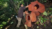 Bunga Rafflesia Arnoldi Kembar Mekar di Bengkulu