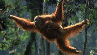 Mau Trekking di Bukit Lawang? Ini Panduan Paket dan Etika Lihat Satwa