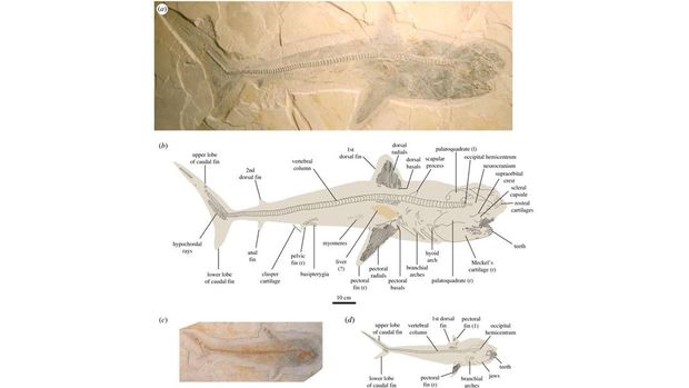 Pakar fosil baru-baru ini berhasil mengungkap penampakan sesungguhnya dari hiu purba atau yang lebih dikenal dengan megalodon.