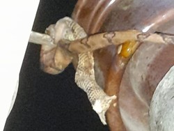 Duh! Warga 2 Kecamatan di Klaten Gagal Nobar Timnas gegara 1 Ular